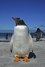 Gentoo Penguin 